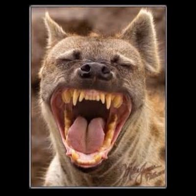 Profile Picture of Remy (@bob_remy) on Twitter