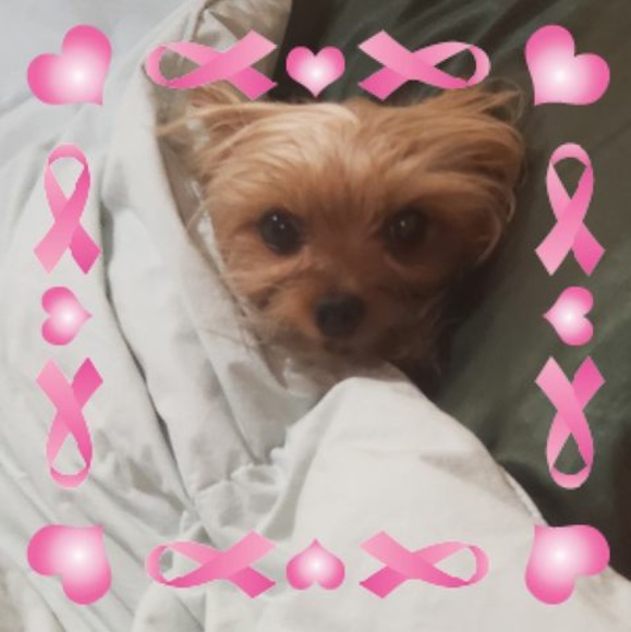 Profile Picture of Linda Chaston (@lindachaston) on Poshmark