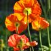 Profile Picture of Ronald Kenfield (@rdkenfield) on Pinterest