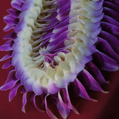 Profile Picture of Lani Wright (@laniw1) on Twitter