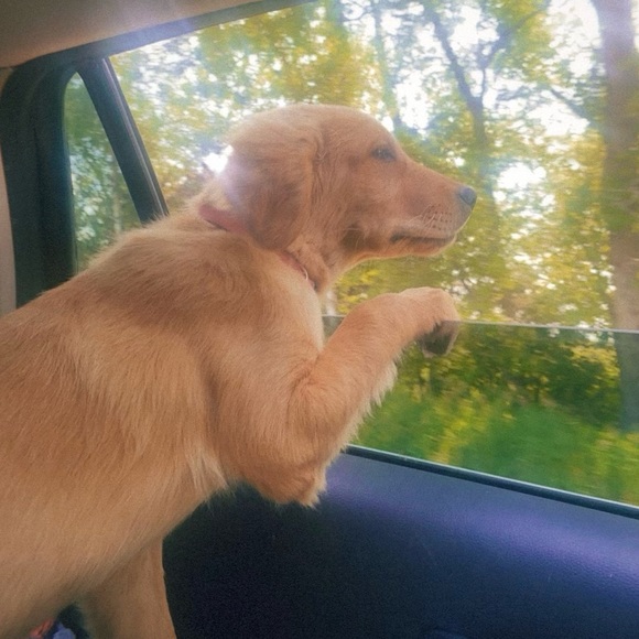 Profile Picture of Summer Walleser (@summerwalleser) on Poshmark