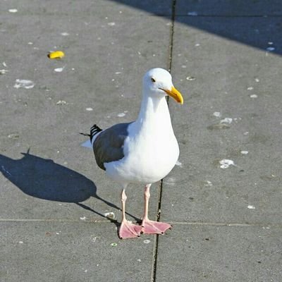 Profile Picture of Alex Kuang (@alexkuang0) on Twitter