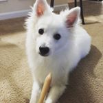 Profile Picture of Brodie Bradley (@thehandsomehuskino) on Instagram