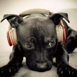 Profile Picture of Daniel Radovich (@PorEso23) on Twitter