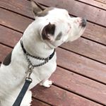 Chance Allen - Instagram Profile Picture of Chance Allen (@chancenottherapper09) on Instagram