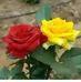 Profile Picture of P J Kowsh (@p.j.kowsh) on Facebook