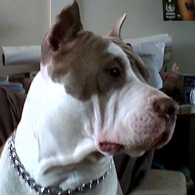 Profile Picture of Patrick Ledoux (@greentump) on Twitter