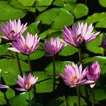 Profile Picture of Iwona Mazurek (@iwona.mazurek.7140) on Instagram