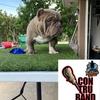 Profile Picture of trosclairexoticbullies3 (@trosclairexoticbullies3) on Tiktok