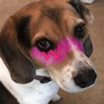 Profile Picture of Seth Brewer (@chesmond64) on Instagram