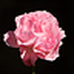 Profile Picture of Lindee5 (@lindee5) on Flickr