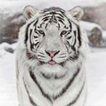 Profile Picture of Nathan Resh (@nathan.resh) on Instagram