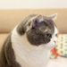 Profile Picture of Sable Alexander (@sablealexander) on Pinterest