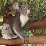 Profile Picture of Joanne Birchall (@joannebirchall) on Instagram