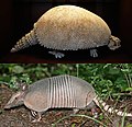 Profile Picture of Armadillo - Wikipediaon Wikipedia
