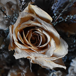 Addison Anderson - Flickr Profile Picture of Addison Anderson (@anderson.addison) on Flickr