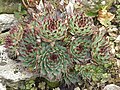 Profile Picture of Sempervivum calcareumon Wikipedia