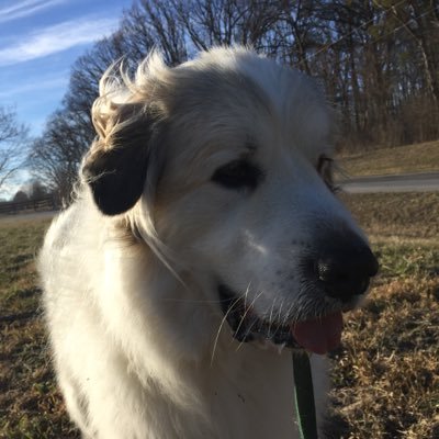 Profile Picture of Tom Epperson (@georgelpumpkin) on Twitter