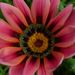 Profile Picture of AT (@Amytolson02) on Pinterest