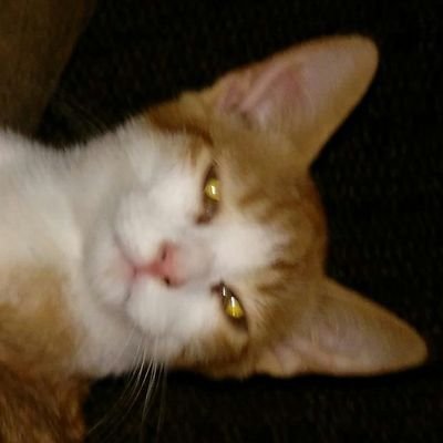 Profile Picture of Ashlee Mae Rivers (@AshleeMaeRiver1) on Twitter