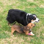 Profile Picture of Beth Bass (@capstoneranch) on Instagram