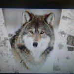 Profile Picture of Jan Woolf DyKes (@bjd6869) on Instagram