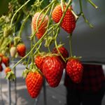 Profile Picture of Mari Inaba (@mrk.178) on Instagram