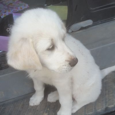Profile Picture of DacoTaco (@DacianQuintana) on Twitter