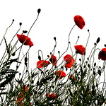 Profile Picture of Stephen Davis (@jackfield studio) on Flickr