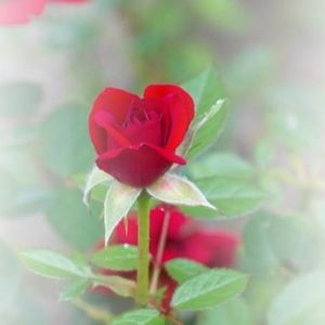 Profile Picture of Carolyn S (@233499652) on Myspace