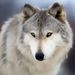Profile Picture of Alpha wolf (@arronswag124) on Pinterest
