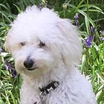 Profile Picture of Nichola Wright (@nichola.wright) on Instagram