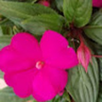 Profile Picture of Cynthia Bledsoe (@cynthia-bledsoe-9) on Quora