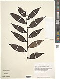 Profile Picture of Jablonskiaon Wikipedia