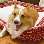 Profile Picture of Twinkie Paclob (@twinkie.corgi) on Instagram