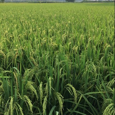 Profile Picture of Arthur Peng (@ArthurPeng4) on Twitter