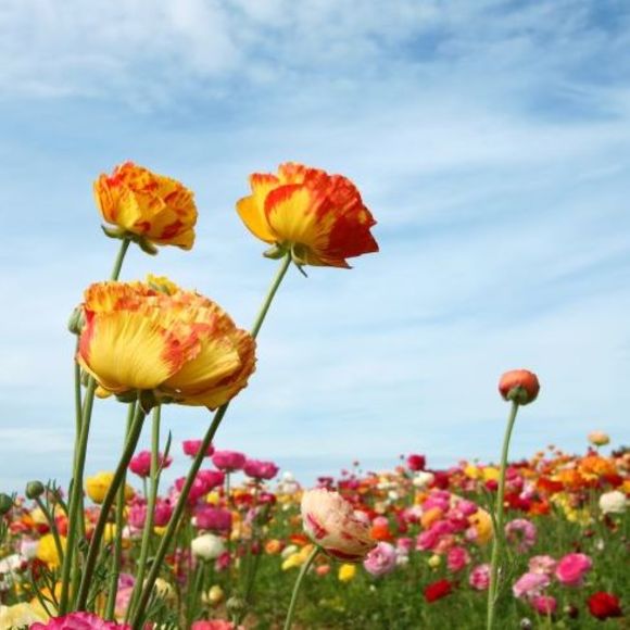 Profile Picture of Hailey Bloomfield (@h_bloomfield) on Poshmark