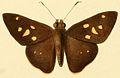 Profile Picture of Salianaon Wikipedia