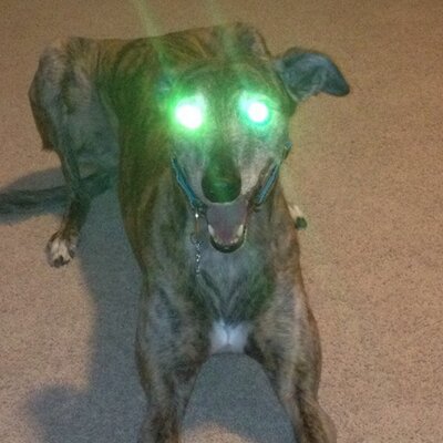 Profile Picture of Chris Scuderi (@ChrisScuderi) on Twitter