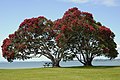 Profile Picture of Metrosideros excelsa - Wikipediaon Wikipedia