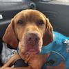 Profile Picture of Simon (@forrestthegooddog) on Tiktok