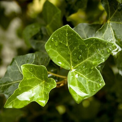 Profile Picture of Ivy Downs Interiors (@_PiKturePerfeKt) on Twitter
