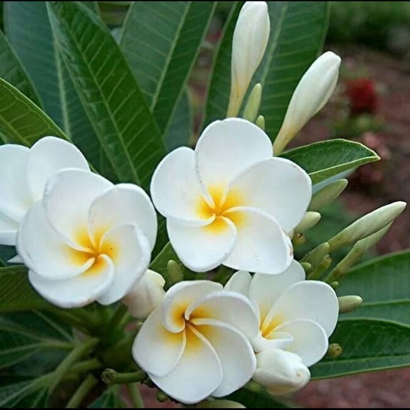 Profile Picture of Dee Derwin (@deyderwin) on Poshmark