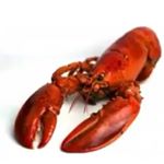 Profile Picture of Ernesto Olvera (@lobstter) on Instagram
