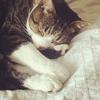 Profile Picture of James Foxall (@@jamesfoxall) on Tiktok