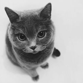 Profile Picture of Elf Zhang (@ling1530) on Pinterest