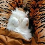 Profile Picture of Debbie Palmer Cromwell (@debbie.cromwell) on Instagram