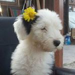 Profile Picture of Bobtail del alamo🐶 My family❤ (@bobtailamos) on Instagram