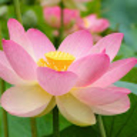 Profile Picture of Iann Silva (@iannthenurse) on Poshmark