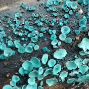 Profile Picture of Chad Kim (@chorbish) on Youtube